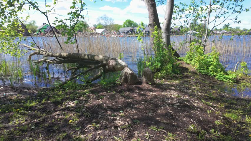 A scenic view of lake waves on a muddy shoreline with green trees on a windy sunny day