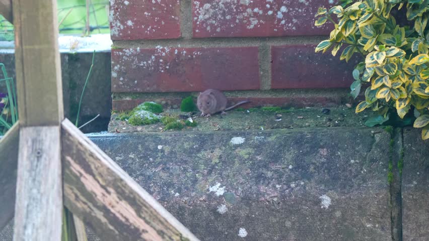 a wood mouse (long tailed field, Apodemus sylvaticus) feeding in a garden patio area