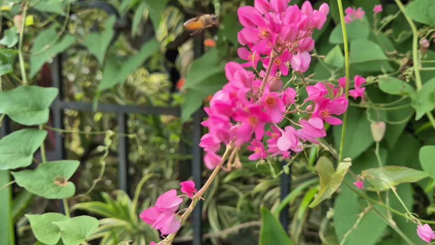 Bee flying over the pink flower in blur background