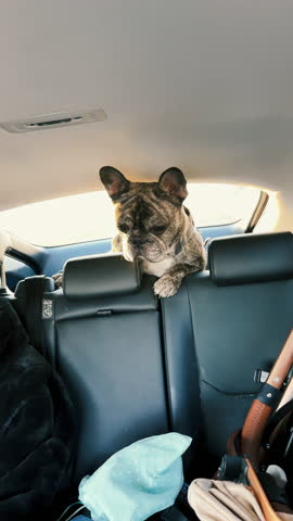 French bulldog in sedan car trunk while travel on road