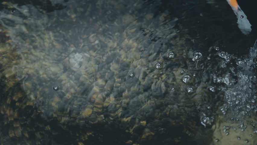 2 koi fish living in a freshwater pond,