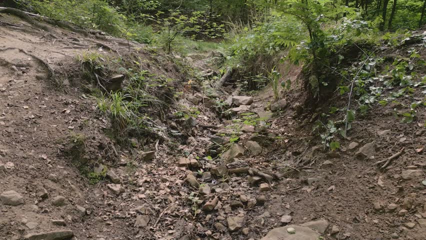 Dry forest creek brook flow stream valley soil with stone