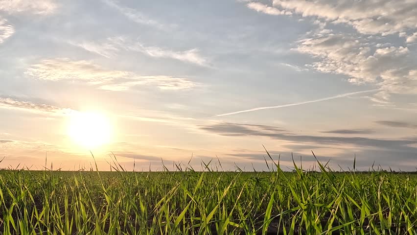 Shoots of green wheat on field in spring. Growing sprouts. Wheat farming, agribusiness. Fast Motion. Green grass on field, Clouds are flying across sky. Green wheat sprouts on field, sun sky. Nature