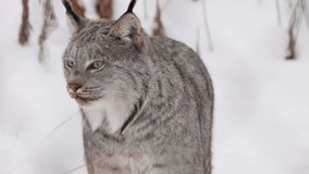 Closeup Of Canada Lynx Looking For Prey In The Boreal Forest In Whitehorse, Yukon, Canada. - Powered by Shutterstock - Get 15% off with code: PIKWIZARD15
