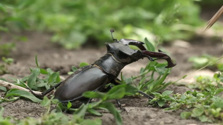 Macro shot of stag beetle (Lucanus cervus) among the green leaves and grass in the forest. Endangered species of giant stag beetle