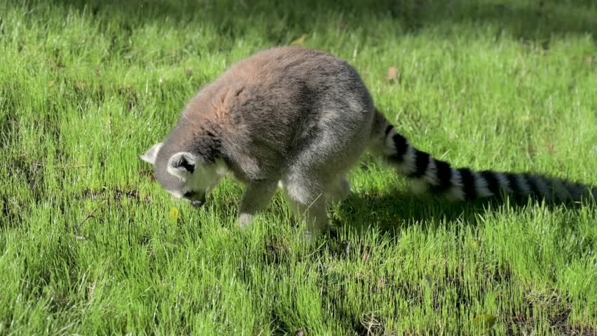 Ring-tailed lemur eating grass on a sunny day