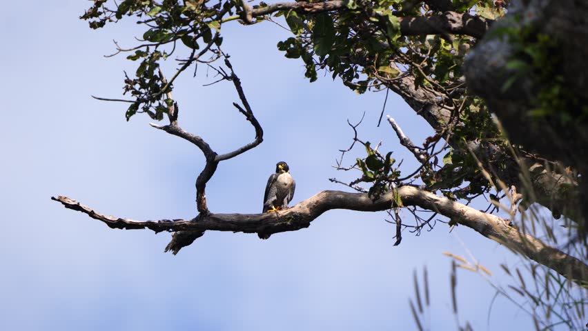 Peregrine Falcon birds in in Thailand and South-east Asia.

