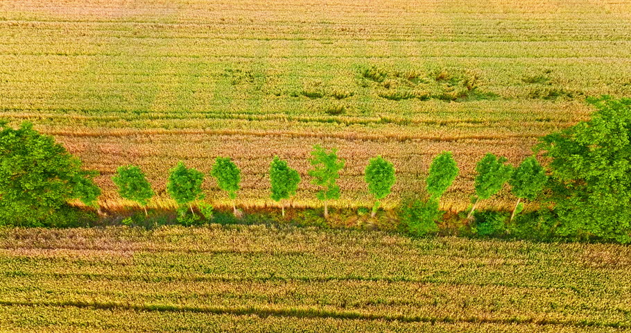 Aerial view of wheat fields and green trees nature landscape on the farm
