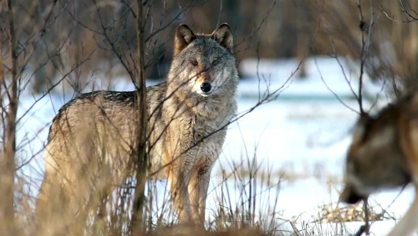 Stunning footage of wolves in their natural habitat, showcasing their pack behavior and communication. Ideal for wildlife enthusiasts and nature documentaries