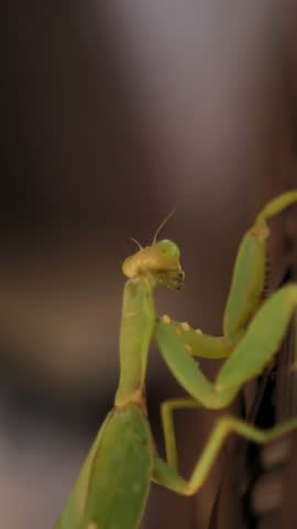 The green praying mantis slowly creeps on a plank bed. The concept of meeting with unusual animals in Asian countries. Macro close-up. Vertical shot.