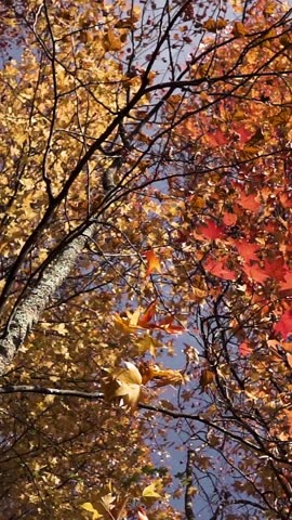 Slow motion of orange and green autumn leaves fall from trees. colorful fall season. Sunny. Vertical Shot.