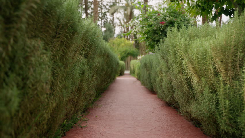 Pathway surrounded by neatly trimmed rosemary bushes leads through lush private garden, framed by vibrant greenery and trees. Camera moves forward along path. Concept of tranquility, nature
