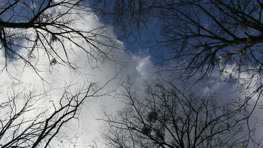 Timelapse clouds above spring forest during sunny day ...