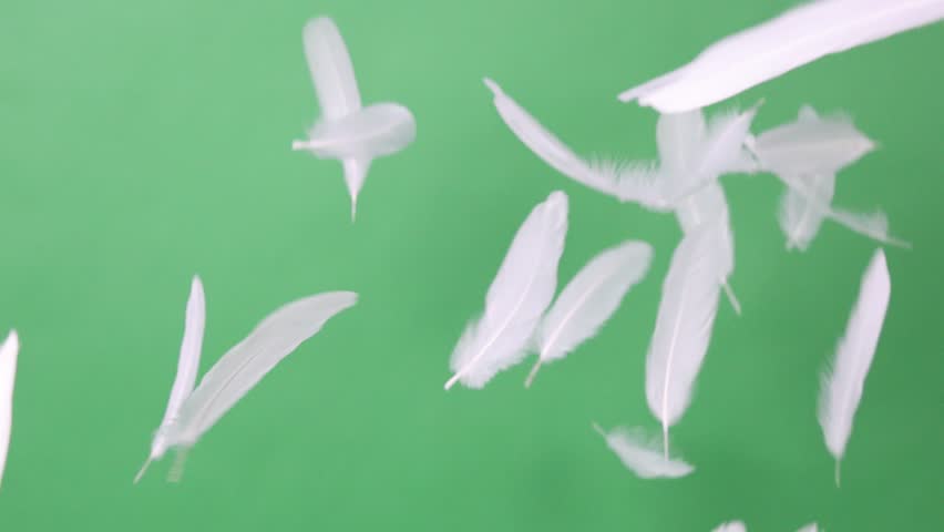 Slow Motion of white feathers or bird wings falling against green screen background studio. Slowmotion of soft feather falling down in the air slowly to ground on greenscreen backdrop chroma key.