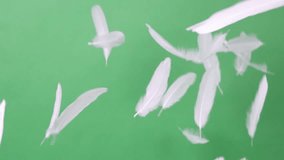 Slow Motion of white feathers or bird wings falling against green screen background studio. Slowmotion of soft feather falling down in the air slowly to ground on greenscreen backdrop chroma key. - Powered by Shutterstock - Get 15% off with code: PIKWIZARD15