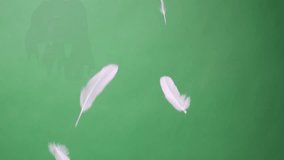 Slow Motion of white feathers or bird wings falling against green screen background studio. Slowmotion of soft feather falling down in the air slowly to ground on greenscreen backdrop chroma key. - Powered by Shutterstock - Get 15% off with code: PIKWIZARD15