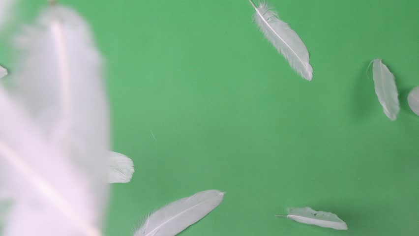Slow Motion of white feathers or bird wings falling against green screen background studio. Slowmotion of soft feather falling down in the air slowly to ground on greenscreen backdrop chroma key.