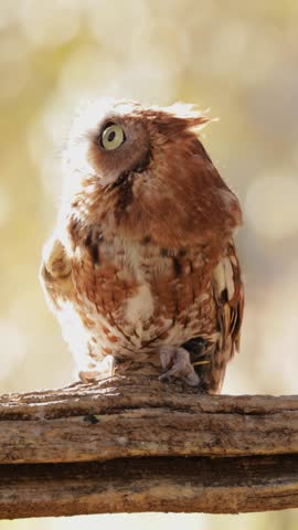 Close up of a cute and fuzzy Eastern Screech Owl. Vertical Video.
