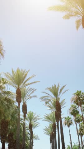 Camera looks up as it moves past rows a palm trees in Palm Springs California. Vertical Video.