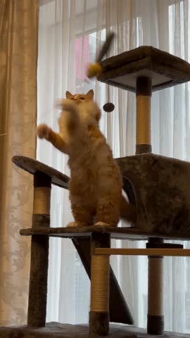 A ginger cat plays on a scratching post with a toy. A fluffy red cat playing with a toy. Concept funny cat