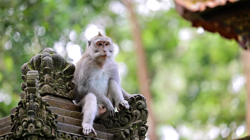 Monkey (Long-Tailed Macaque) at a temple in the Monkey forest in Ubud Bali Indonesia.