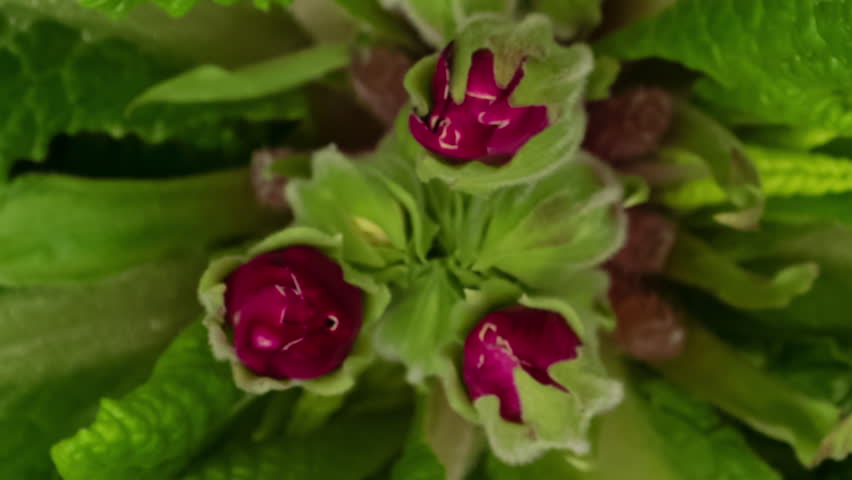 Time lapse blooming Primrose (Primula vulgaris) flowers