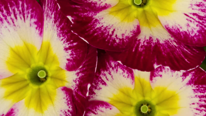 Time lapse blooming Primrose (Primula vulgaris) flowers