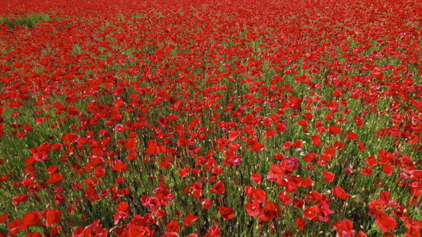 Aerial view of blooming red poppy flowers field