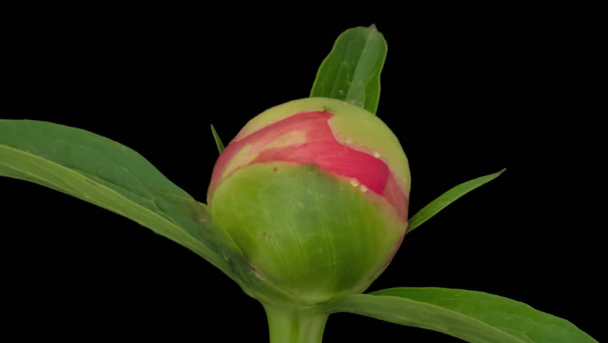Macro time lapse blooming and wilting pink peony flower, isolated on pure black background