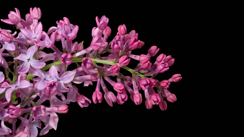 Time lapse blooming Lilac flowers (Syringa), isolated on pure black background