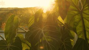 LENS FLARE, CLOSE UP: Philodendron Gloriosum leaves basking in warm glow of setting sun. Sunlight filters through veins and accentuates detailed patterns. Unique beauty of a potted tropical plant. - Powered by Shutterstock - Get 15% off with code: PIKWIZARD15