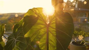 LENS FLARE, CLOSE UP: Large green leaf of Philodendron Gloriosum illuminated by golden sunlight. Intricate veins of the heart shaped leaf create a dynamic and detailed pattern as sunrays peek through. - Powered by Shutterstock - Get 15% off with code: PIKWIZARD15
