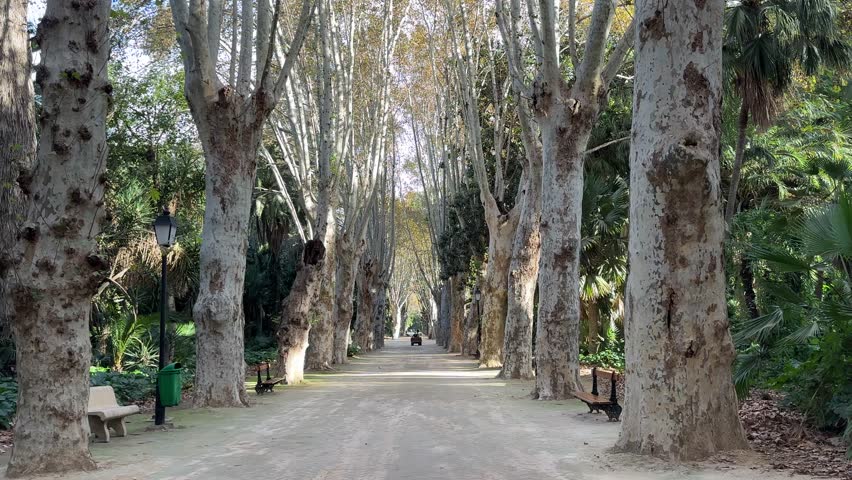 Algiers, Algeria - November 21 2024: Algiers Botanical Garden traditional native trees in Norther Africa on the Mediterrnean coast