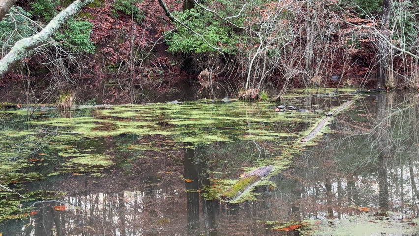 Static background plate shows green algae covering a large swampy wetland area in a north Georgia park.