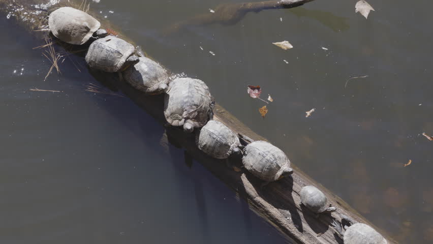 Overhead static medium shot shows a group of aquatic turtles lined up basking on a communal log in a north Georgia lake. 