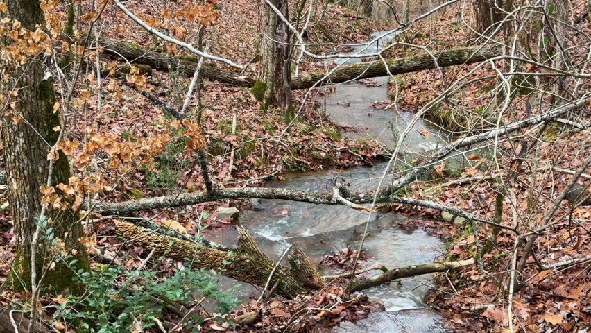 Winding stream runs through a thick north Georgia forest.