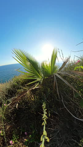 Vertical video. close-up, slider through the leaves of a palm tree. Palm leaves sway in the foreground as the view opens to the expansive ocean and sunlight reflecting off the water, captured from a l