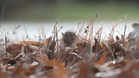 Vadnais Heights, Minnesota. Vadnais Lake Regional Park. Closeup of a Deer mouse eating the vegetation on the ground. - Powered by Shutterstock - Get 15% off with code: PIKWIZARD15