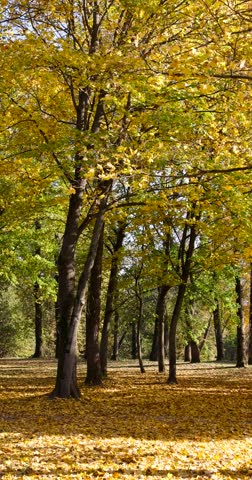 park with yellowing maple foliage in sunny weather, beautiful park with deciduous trees in sunny autumn weather