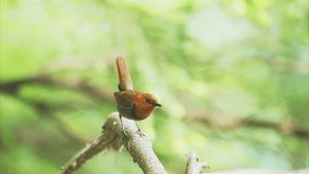 Singing japanese robin (with voice) - Powered by Shutterstock - Get 15% off with code: PIKWIZARD15