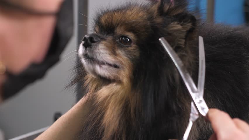 Close-up of a veterinary clinic doctor shearing a Pomeranian dog with a pair of scissors. The groomer. Pet care salon.