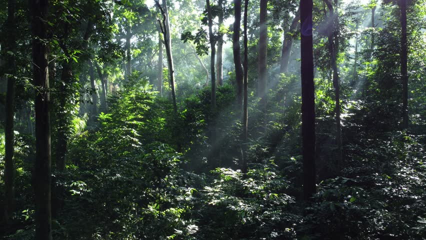 Foggy morning in beautiful wildlife forest nature landscape. Aerial drone shot moving forward between tall tree trunks. Tropical forests in Indonesia.