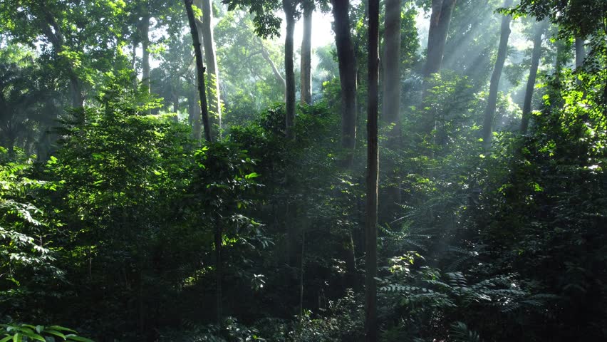Foggy morning in beautiful wildlife forest nature landscape. Aerial drone shot moving forward between tall tree trunks. Tropical forests in Indonesia.