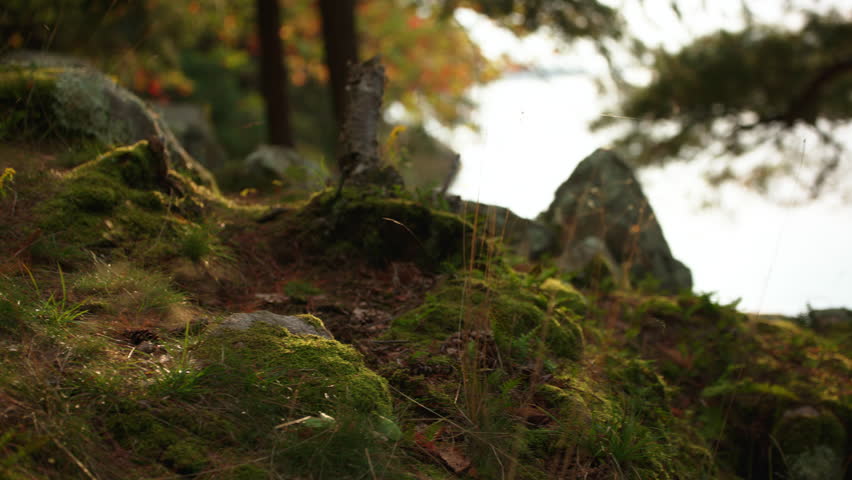 Handheld close-up of a mossy forest floor bathed in soft golden light, surrounded by rocks and trees at Wellesley Island State Park, Fineview, NY.