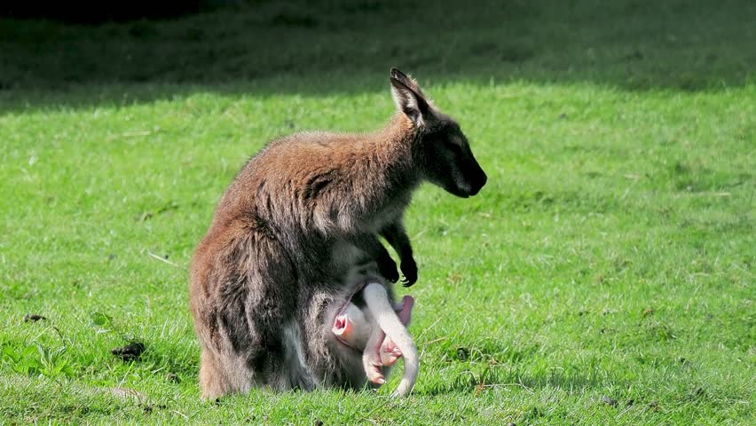 Kangaroo scratches his belly with a baby in a pouch, slow motion