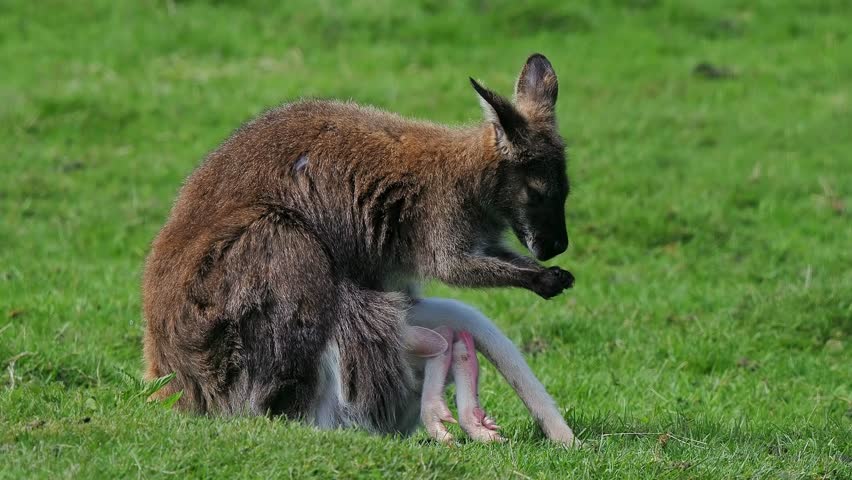 Red kangaroo washing itself on green grass. Slow motion.