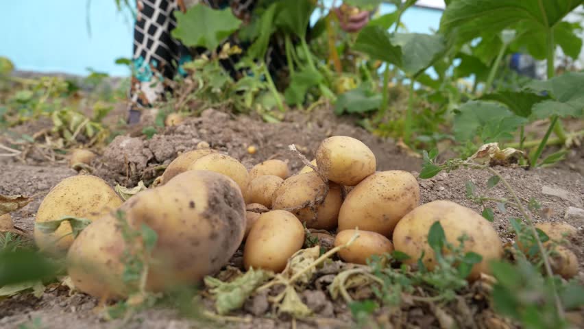 fresh potatoes harvested in the ground