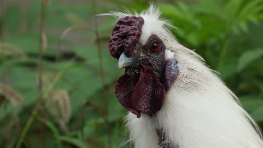 Close up head of Chinese Silkie Brahma white rooster on grass meadow.