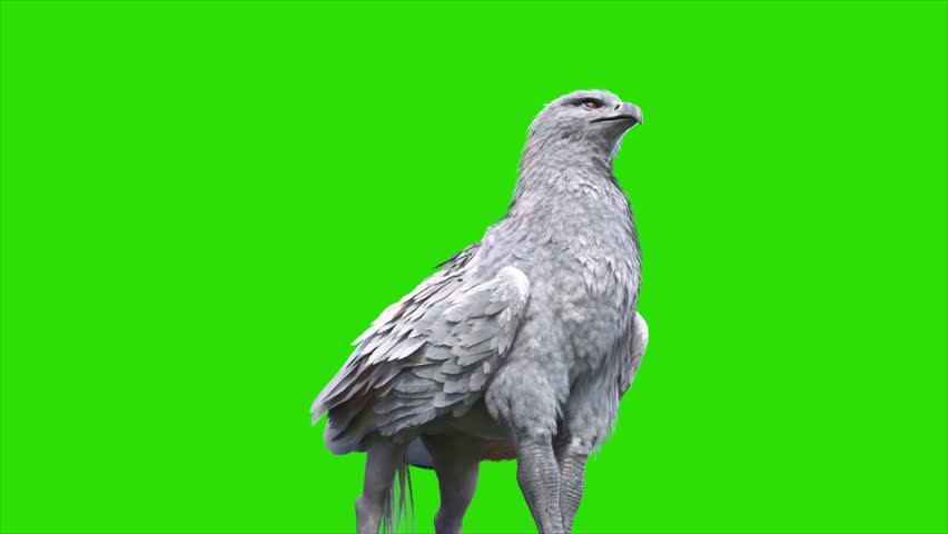 Green Screen Hippogriff Mythological Creature Idle Loop 3D Animation Rendering CGI 4K