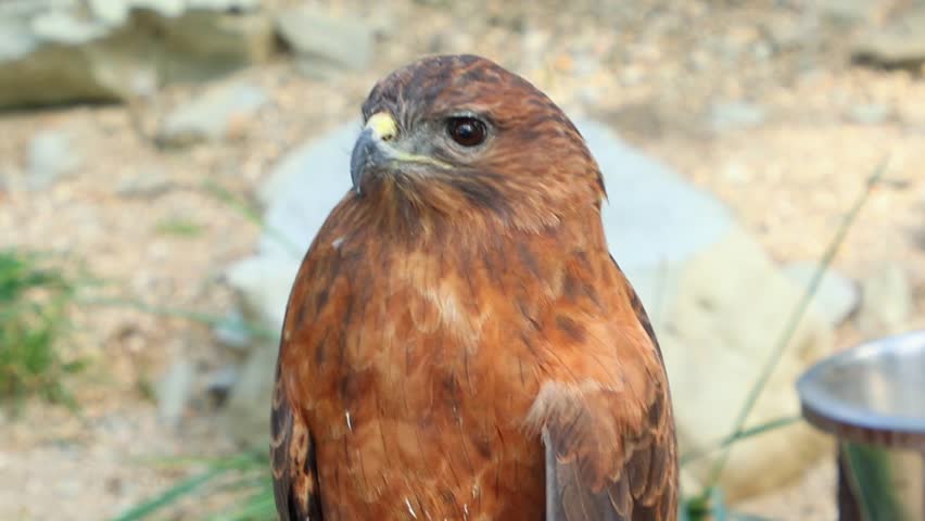 Close up of ordinary buzzard, kept in captivity in a zoo, sits on a stick in a cage. Wild birds of the hawk squad. The concept of ornithology and animal protection